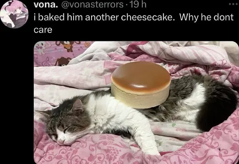 Cat Ignores Homemade Cheesecake