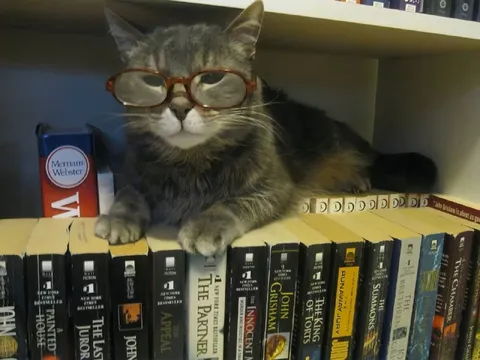 Cat Librarian With Glasses
