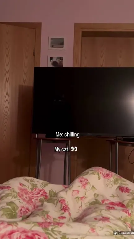 My Cat Is Watching Me