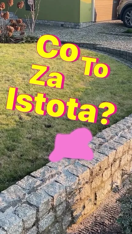 Co to za istota? Camper Kicia