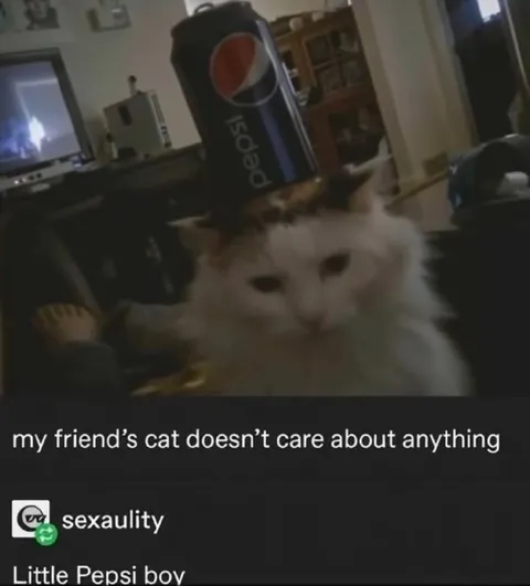 Little Pepsi Boy Cat