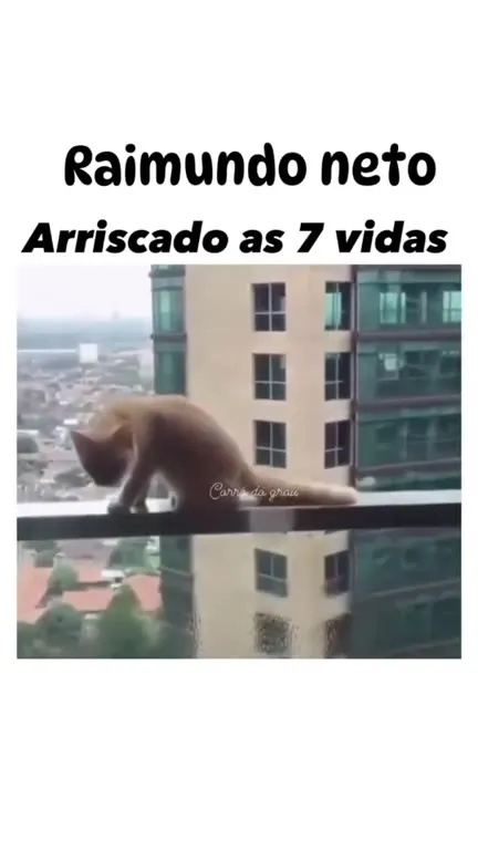 Gato arriscando as sete vidas