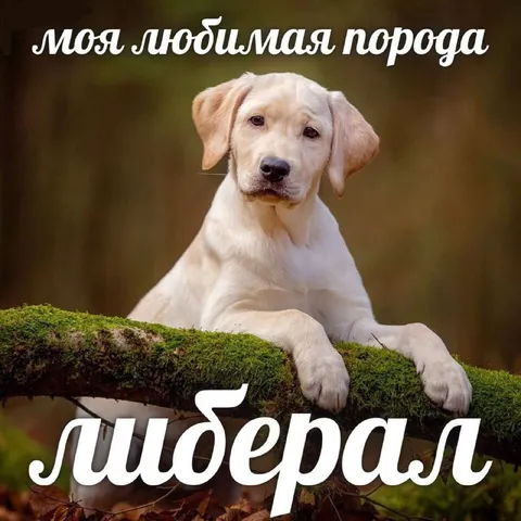 Моя любимая порода — лабрадор