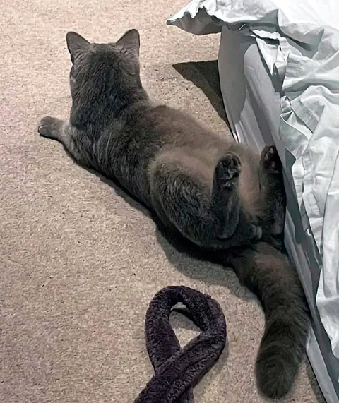 Кот, застрявший в простыне