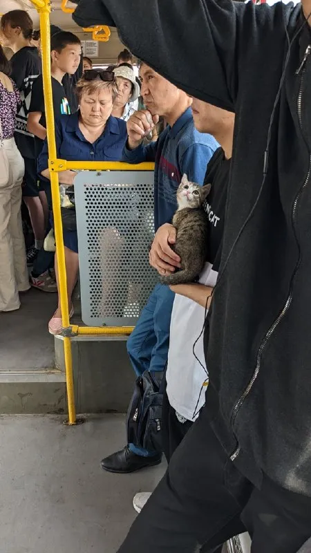 Кот в переполненном автобусе