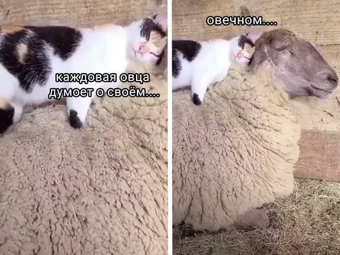 Кошка думает о вечном
