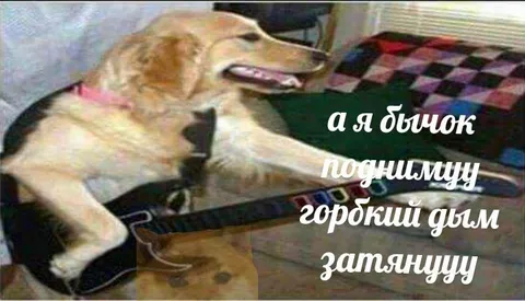 А я бычок подниму