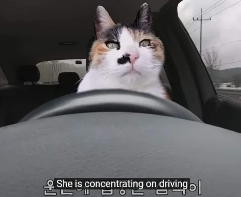 Cat Concentrating on Driving