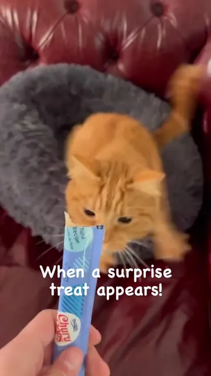 Cat Attacks a Surprise Treat