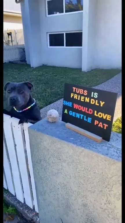 Friendly Dog Loves Gentle Pats