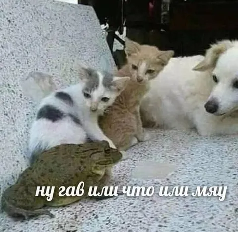 Ну гав или что или мяу