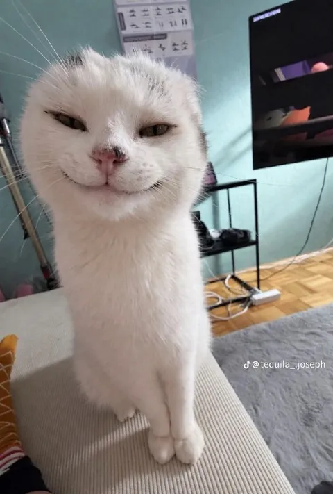 Кот с самодовольной мордой
