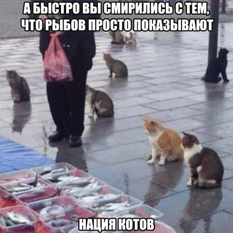 Нация котов требует рыбу