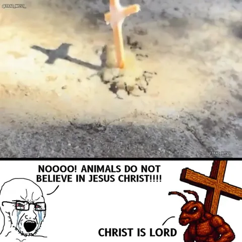 Ants Reject the Holy Cross