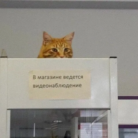 Кот следит за магазином