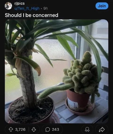 Should I Be Concerned Plant
