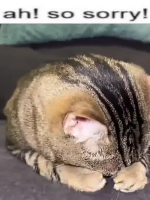Apologetic Cat Headbanging
