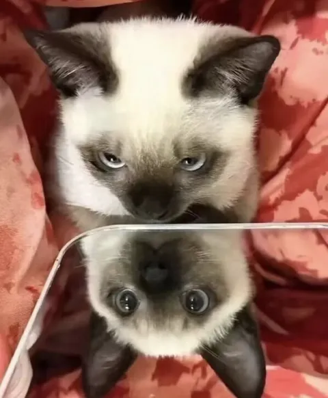 Кот смотрит на своё отражение