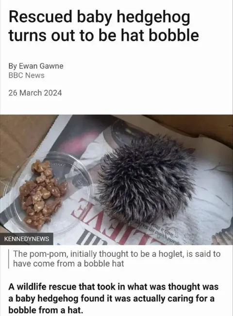 Baby Hedgehog Turns Out to Be a Bobble