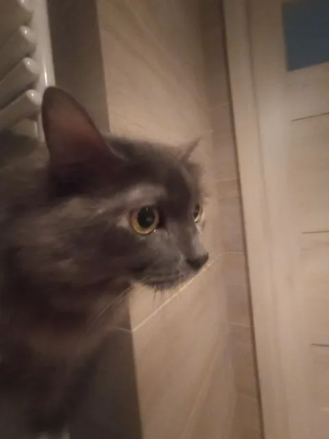 Кот смотрит в сторону