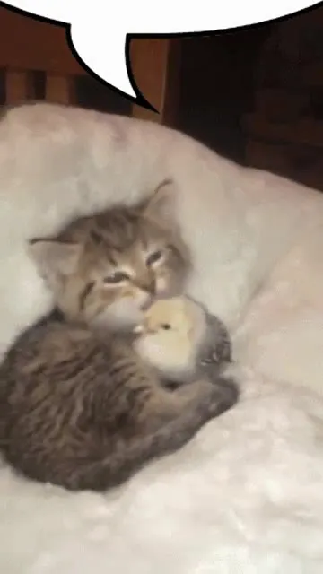 Котёнок обнимает цыплёнка