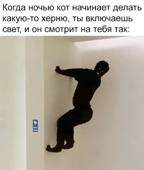 Кот ночью делает херню