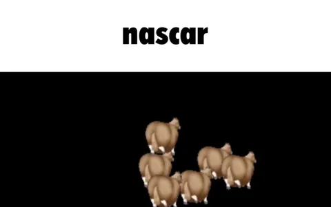 Овцы устраивают NASCAR