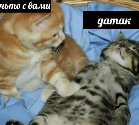 Чьто с вами да так
