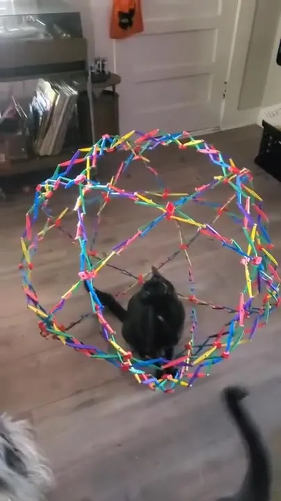 Кот застрял в игрушечном шаре