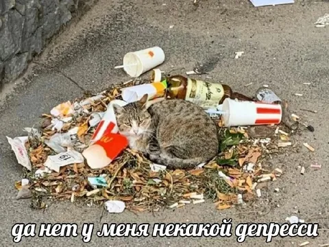 Кот в мусоре без депрессии