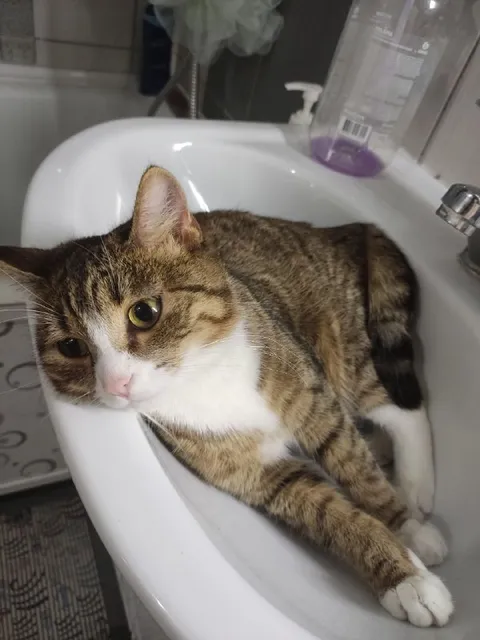 Кот в раковине