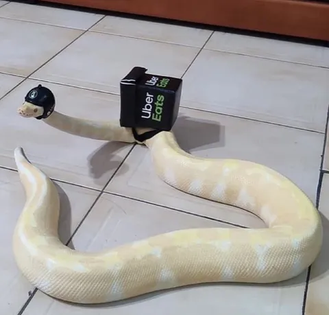 Snake Delivers Uber Eats