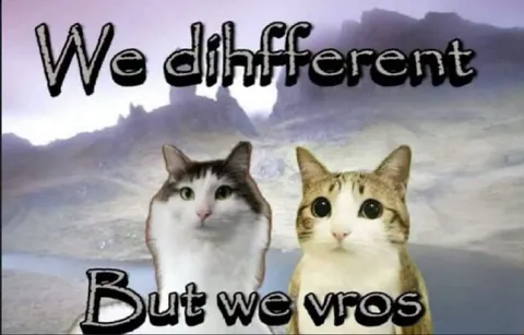 Different Cats, Still Bros