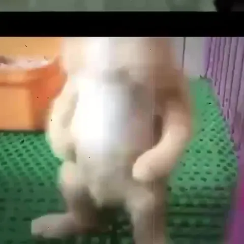 Tyler Durden Cat Compilation