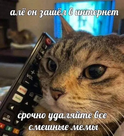 Кот зашёл в интернет