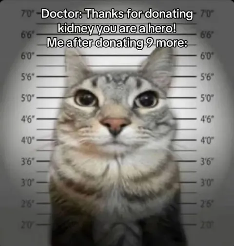 Cat Donates Nine More Kidneys