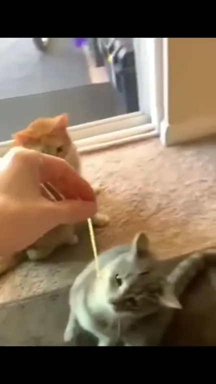 Кот играет с невидимой струной