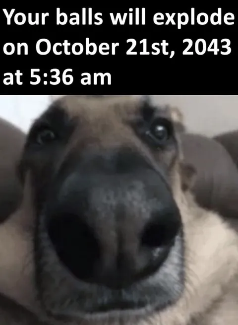 Dog Learns His Balls Will Explode