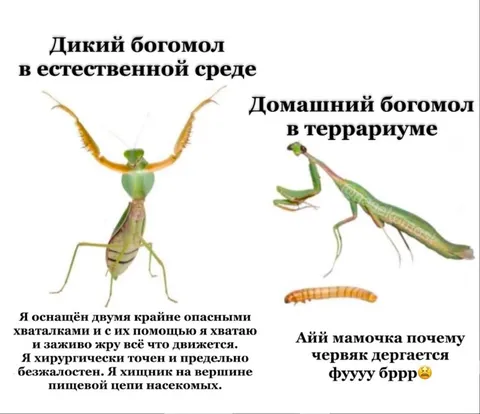Дикий и домашний богомол