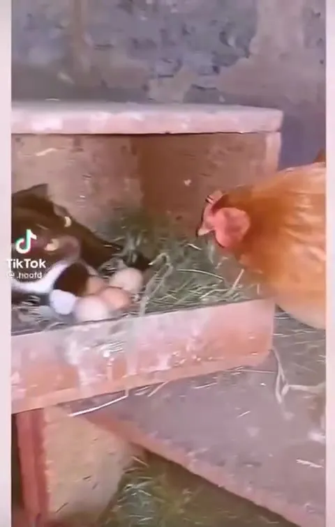 Кот делит гнездо с курицей