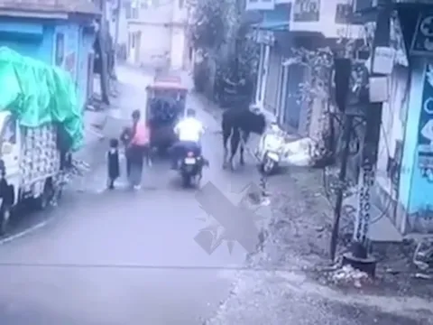 Буйвол угоняет скутер