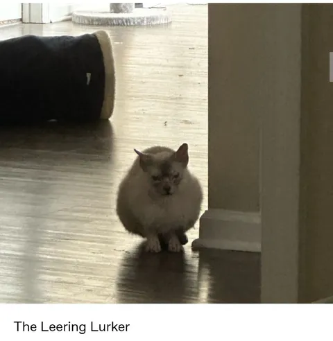 The Leering Lurker Kitten