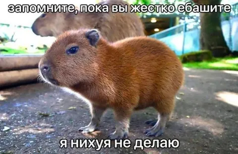 Капибара ничего не делает