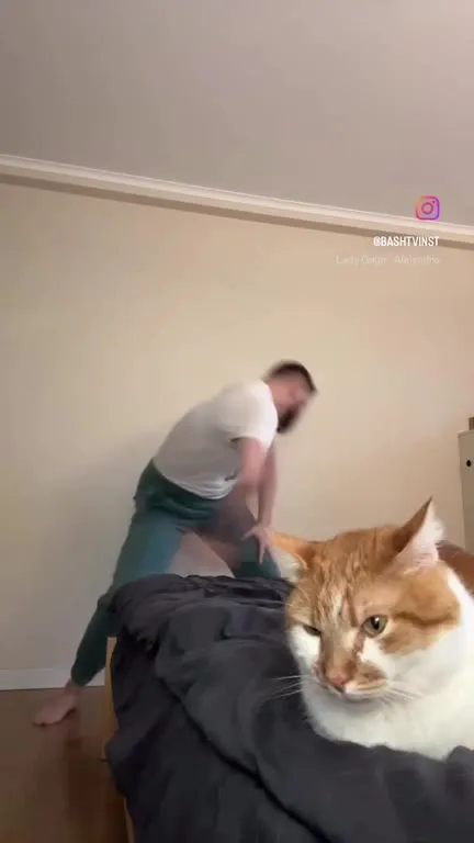 Танец рядом с невозмутимым котом