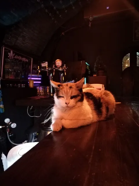 Кошка в баре