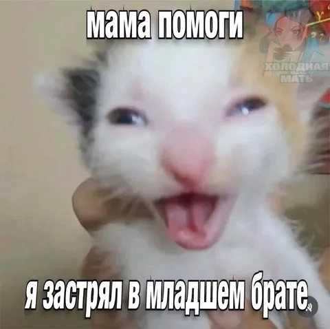 Кот застрял в младшем брате