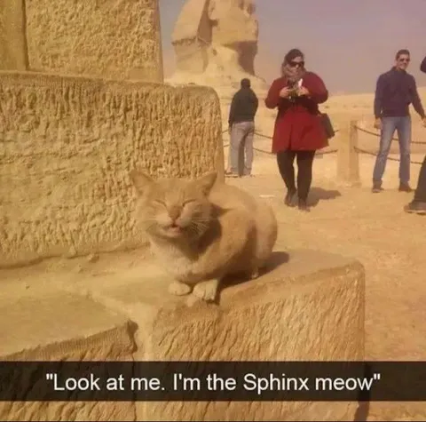 Sphinx Meow Cat