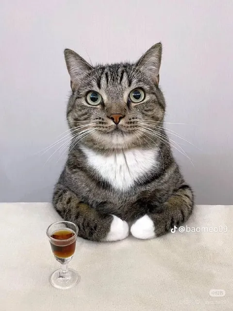 Кот за столом с рюмкой