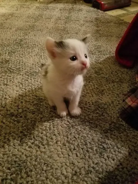 Маленький любопытный котёнок