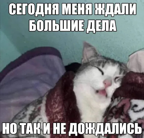 Кот не дождался больших дел